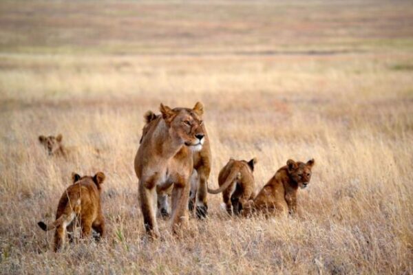 Ultimate 16-Day East Africa Safari: Kenya, Tanzania & Uganda Expedition.
