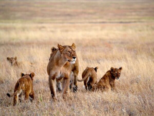 Ultimate 16-Day East Africa Safari: Kenya, Tanzania & Uganda Expedition.