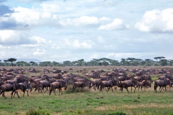 7 Days Maasai Mara, Serengeti, Ngorongoro, Tarangire and Amboseli Safari