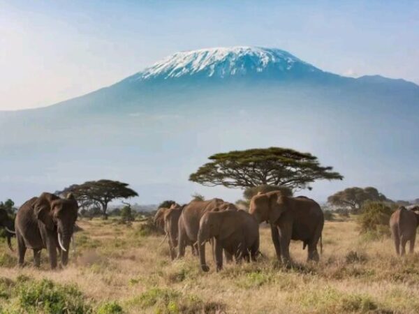 11 Days Kenya and Tanzania Safari