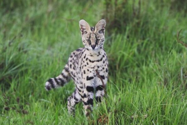 4 Days Ngorongoro & Serengeti Safari