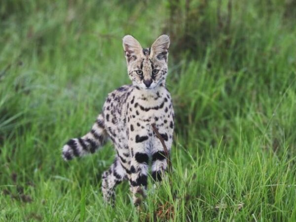 4 Days Ngorongoro & Serengeti Safari