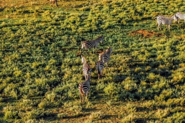 7 Days Serengeti Safari and Zanzibar Beach Holiday