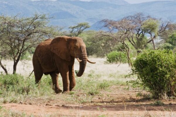 7 Days Luxury All-Inclusive Epic Safari