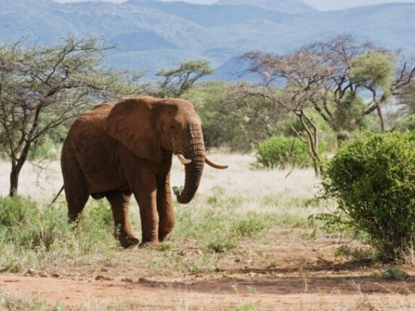 7 Days Luxury All-Inclusive Epic Safari