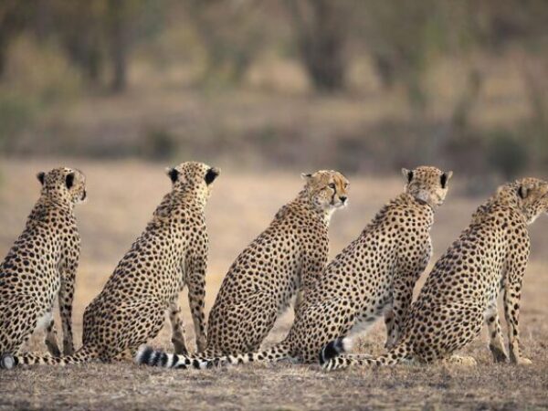 7-Day Tanzania Safari and Zanzibar Beach Escape