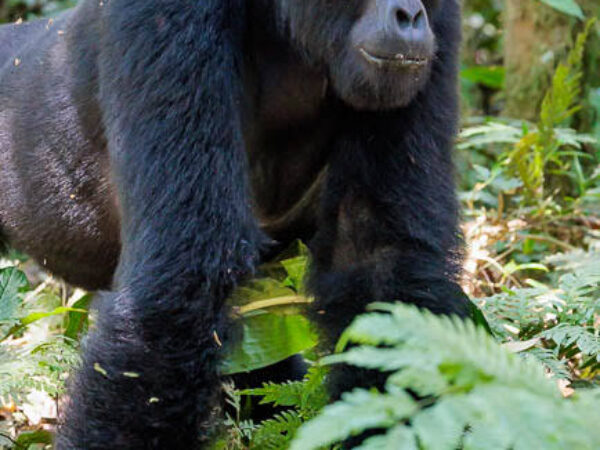 Uganda